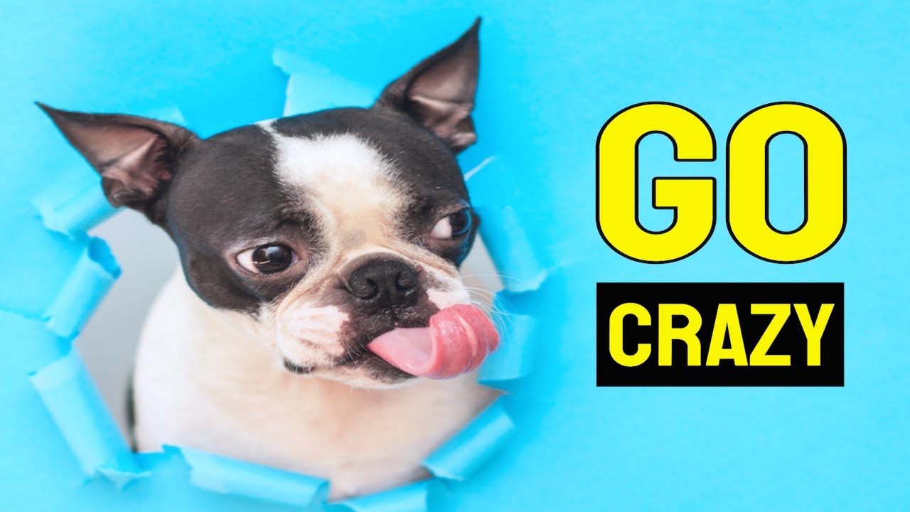 Sounds To Make Your Puppy Go Crazy YouTube