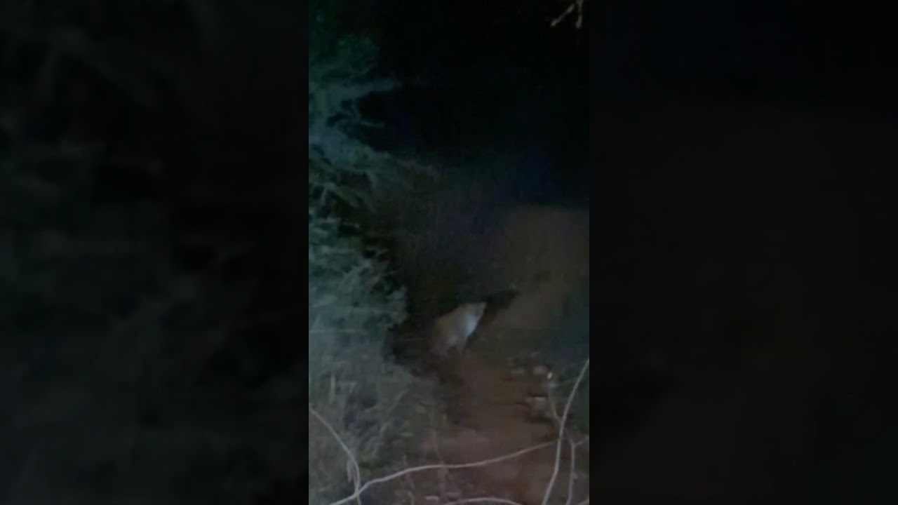 Leopard spotted in Tirumala