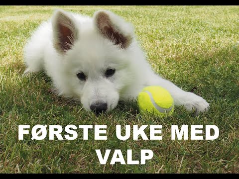 Video: Hvilken slags Lotion eller Krem kan jeg bruke på hunden min for å forhindre kløe?