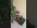 #plantas #jardim #flores