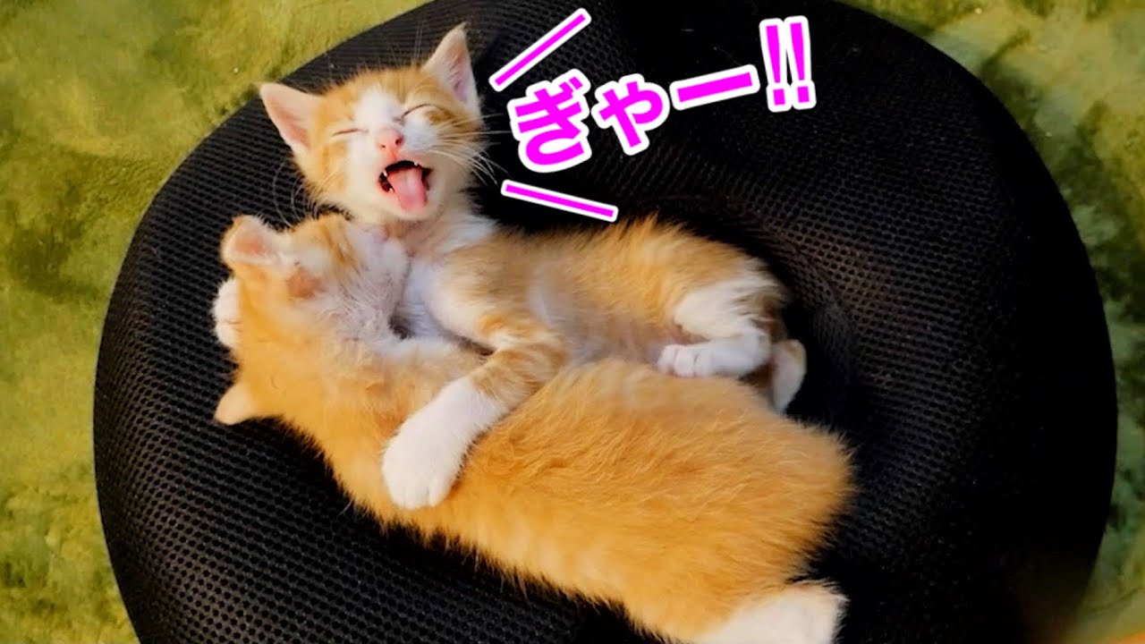 抱きしめて舐め回す子猫たちの攻防が激しすぎた 保護猫 Youtube