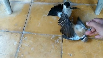 Duel between Kutilang and Cendet, who is the winner??