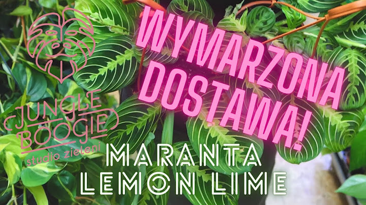 Nasza wymarzona dostawa czyli nareszcie Maranta Lemon Lime i pełno innych roślinnych hitów.