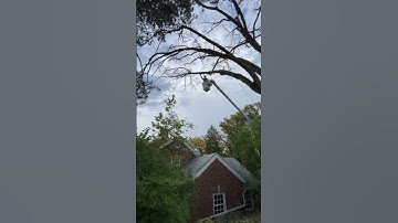 Rigging down tree close to house #arborist #chainsaw #stihl #tree