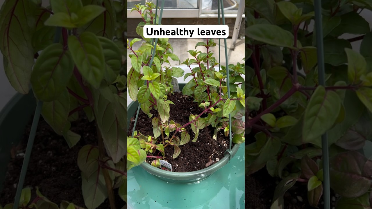 Fertilize yellowing leave fuchsia plants  