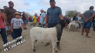 FEIRA DE ANIMAIS DE S.C.C-PE 02/02/2026
