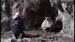 'World's loneliest sheep' rescued after spending 2 years in cave