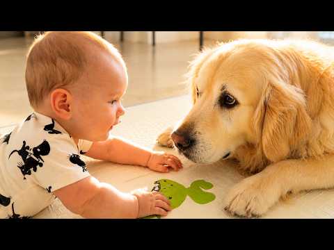 Baby Gently Explores Her Golden Retriever