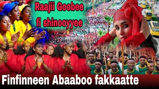 Ashamaa | Qeerroof Qarreen Finfinnee Irra dhangalaate ( karnivaala Goobee fi Shinooyyee marsaa 7ffaa