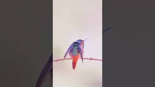  Allen's hummingbird Birds Life Singing, Chirping, Playing #wildlife #4k #shorts #birds #birding