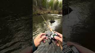 Форель поздней осенью🎣 #fishing4seasons #youtubeshorts #shortvideo #shorts #reels #fishing