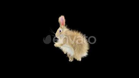 Rabbit Dancing HD | Motion Graphics - Envato elements