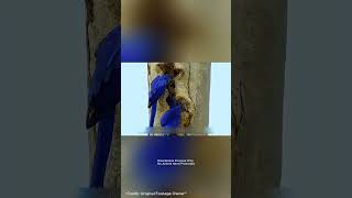 পৃথিবীর সবচেয়ে বড় তোতা পাখির দুঃখের গল্প | Hyacinth Macaw