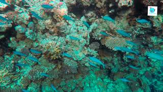 Maldives Explore Vlog - 1