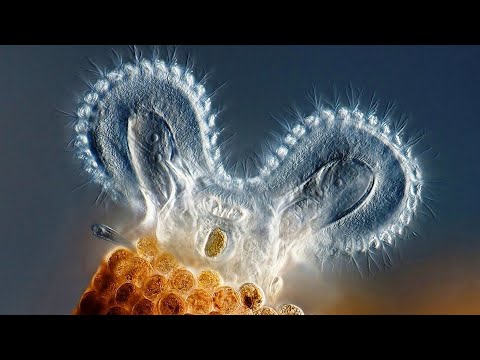5 СУЩЕСТВ, БЕЗ КОТОРЫХ ЖИЗНЬ НА ПЛАНЕТЕ НЕВОЗМОЖНА