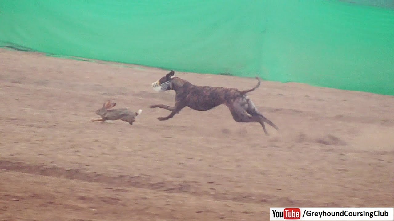 rabbit and greyhound race - YouTube
