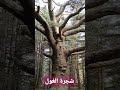 شجرة عملاقة في قمة جبل بابور ولاية سطيف 