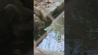 How does monkey drink water #monkey #animals #drinking