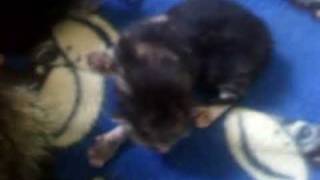 My Cat Breast Feeding Hehehe Cute My Cat Breast Feeding Hehehe Cute