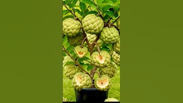 Simple and useful techniques for grafting trees to produce high yields #grafting #garden