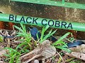 Black Spitting Cobra in Singapore