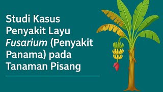 Studi Kasus Penyakit Layu Fusarium (Penyakit Panama) padaTanaman Pisang