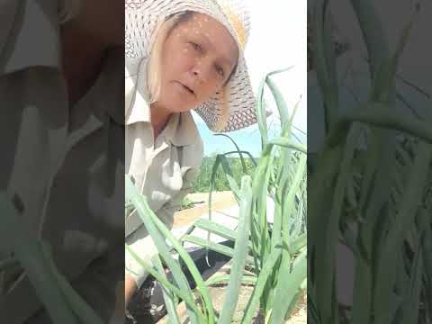 Крымский лук.