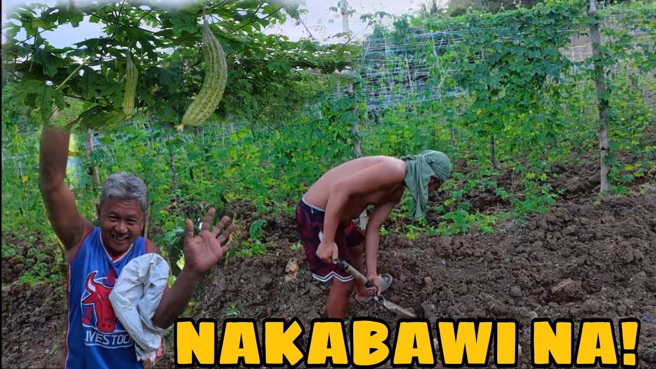 MAGANDANG BALITA PARA SA AMING MGA AMPALAYA!@burdzjason2097 