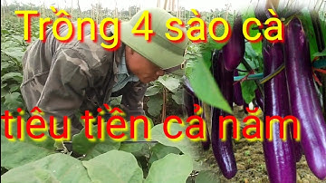Trồng 4 sào cà tím người trồng cà tiêu tiền cả năm, trồng và chăm sóc cây cà tím làm giàu
