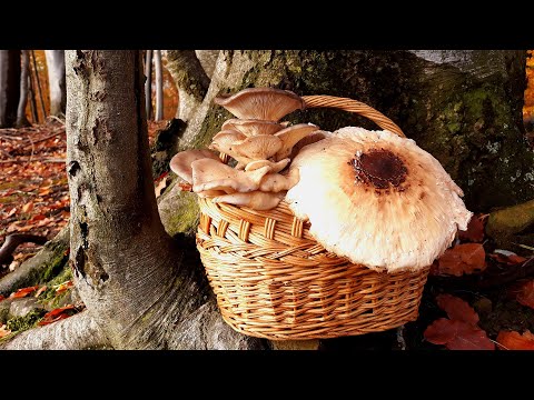Video: Berba Gljiva Za Zimu