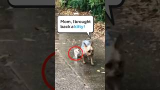 This Tiny Puppy Saves A Crying Kitten