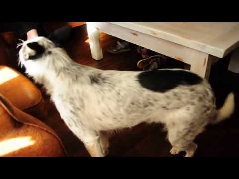 alex de kopstuk 1 jaar