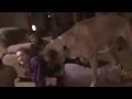 Yong girl having sex with dog, funny video Yong girl having sex with dog, funny video
