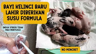 SUSU FORMULA UNTUK BAYI KELINCI | TIDAK BIKIN MENCRET|  INDUK TIDAK MAU MENYUSUI