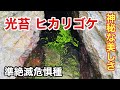光苔ヒカリゴケ・準絶滅危惧種　神秘的な美しさを初めて見ました(抜粋版)