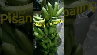 para pencuri pisang memburu pisang ini Karena harga nya.#pencurian  #pisang   #shorts