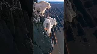 Die Erstaunliche Vertikale Kletterfähigkeit Der Ziegen