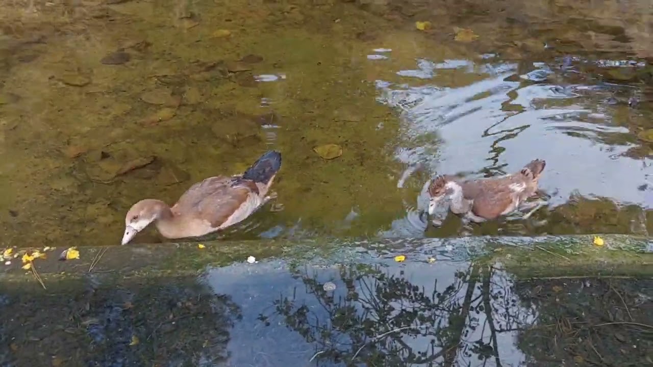 Nature around us (7/6/22) YouTube