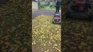 Super satisfying leaf cleanup! 🍂🌿✨