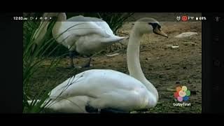 Babyfirst Safari Scrapbook