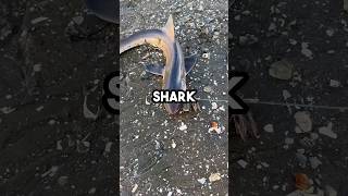 Shark Fishing 2 Bites At Once