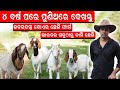      how to start boer goat farm in odisha boergoat efarmingodisha