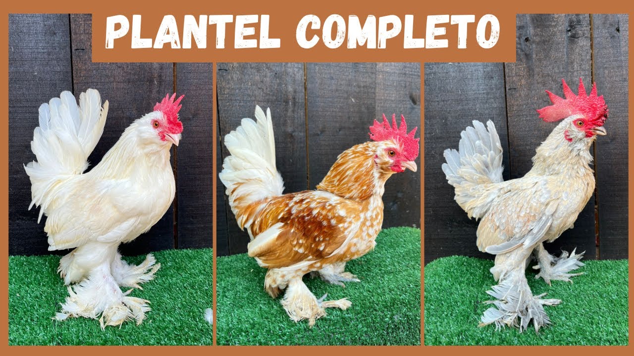 Chegando mais um lote de aves | Coração Campeiro