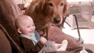 Cute Dogs and Babies are Best Friends - Dogs Babysitting Babies Video