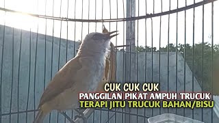Trucuk BETINA memanggil Jantan Suara Birahi Ngecuplik 100% pancingan trucukan gacor agar BUNYI EMOSI