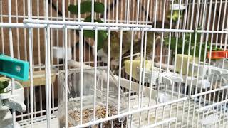 Canarios Empiezan A Comer Sólos Con 21 Días . 🐥🐣