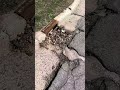 POV: Your lose your AirPods on a walk