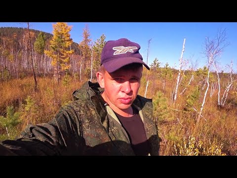 Дела житейские. Про бешеных болотных пчел,студеную воду и энергоносители