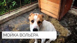 How is the cleaning of the Alabai enclosure going || Aviary and dog grooming booth || Dog enclosure