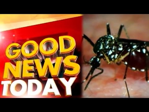 Good News Today - Good News Today: GM mosquito to wipe off dengue carrier mosquito?